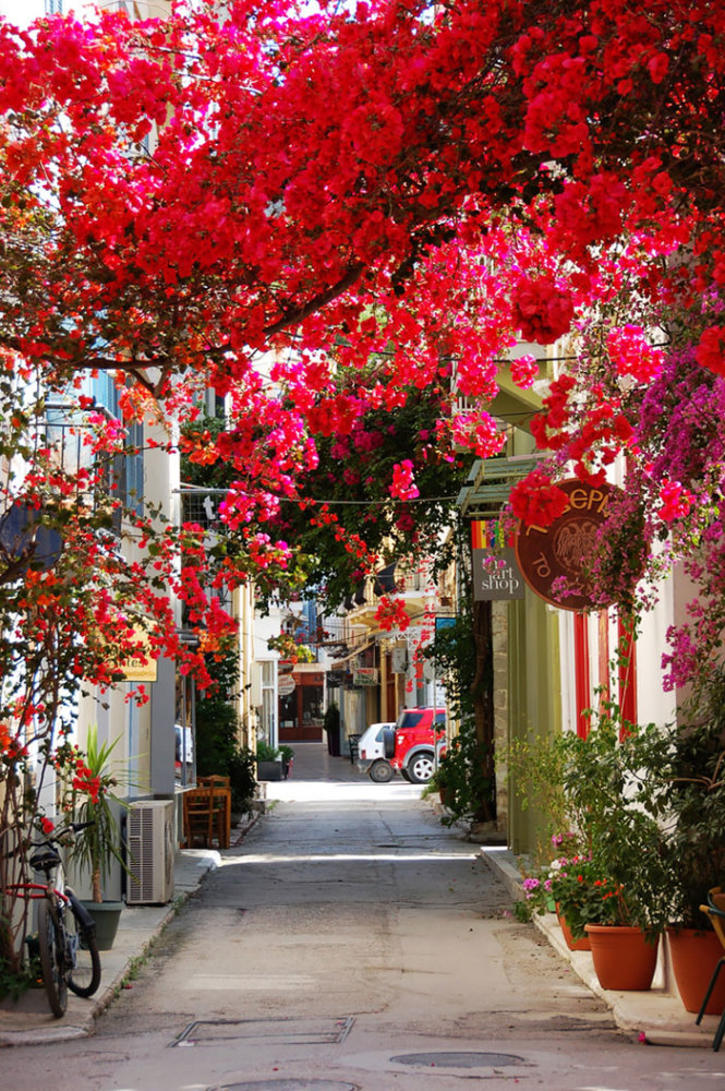 Đường hoa ở Nafplio, Peloponnese, Hi Lạp